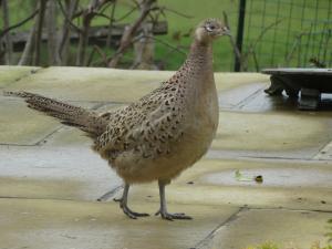 Pheasant hen 3